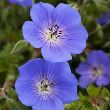 Image result for Geranium