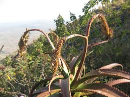 Image result for Aloe ribauensis