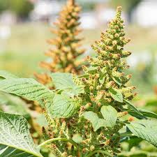 Image result for Amaranthus hybridus