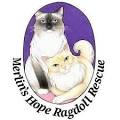 Ragdoll Cat Rescue: Find a Ragdoll Cat Rescue To Adopt A ...