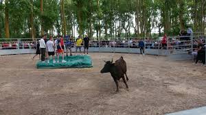 Photo Taureaux et chevaux ont conquis le public - midilibre.fr