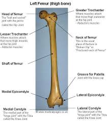 Femur The Femur The Longest And Strongest Bone In The Skeleton Is Almost Perfectly Cylindrical In The Greater Part Of Its Ext Anatomy Bones Pelvis Femur Bone