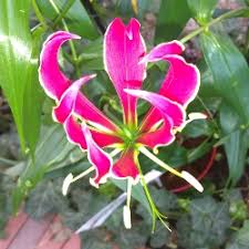 Image result for Gloriosa sessiliflora