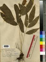 Image result for Coniogramme africana