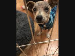 Loving and committed adopters are critical to the mission of rocky mountain feline rescue. Boulder Pets Boulder Co Patch