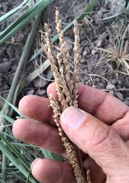 Image result for Paspalum