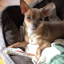 We did not find results for: Adopt A Chihuahua Puppy Near Chicago Il Get Your Pet