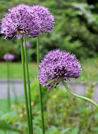 Alliums can be planted in any location of a garden or flower bed. Purple Contest I Am All Bent Out Of Shape I Loved How This One Particular Flower Among The Other Two Was Bent And The Others Were All Straight I Believe These Are