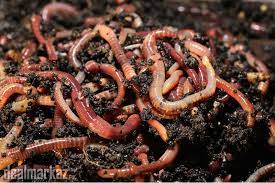 Check spelling or type a new query. Red Wigglers For Sale 142703 Other Animals In Peshawar Dealmarkaz Pk