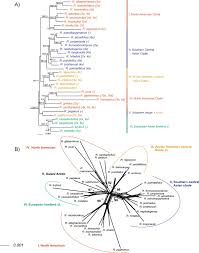 Image result for Ranunculus oreophytus