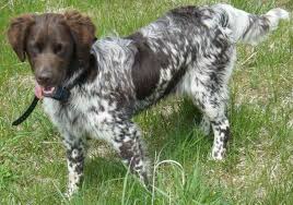 The small munsterlander is a natural born hunter. Small Munsterlander Kleiner Munsterlander K9 Research Lab