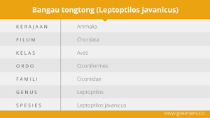 Here are 27 possible meanings. Bangau Tongtong Burung Kepala Botak Penghuni Lahan Basah Greeners Co
