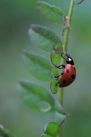 Black And White Ladybug Looking Bug Onward And Upward Forest Bugs Ladybug Lady Beetle