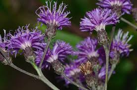 Image result for Vernonia turbinella