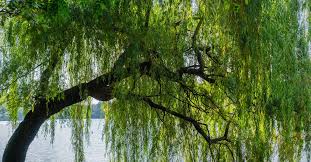 Check spelling or type a new query. Everything You Need To Know About Weeping Willow Trees This Old House