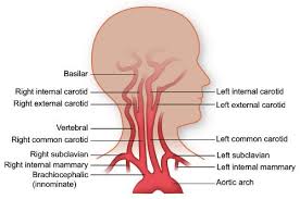 Two pairs of blood vessels in the neck — the carotid and vertebral arteries, known collectively as the cervical arteries — carry blood to the brain. Pin On Anatomy Physiology