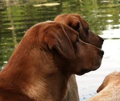 We did not find results for: Minnesota North Dakota Wisconsin Labrador Retriever Breeders