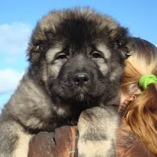 Beyond these essential aspects related to the behavior of a caucasian shepherd, owning one involves significant costs. Caucasian Shepherd The Amazing Russian Bear Dog