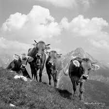 Ausdrucken, ausschneiden, ausmalen, aufhängen, oder aufkleben: Kubilder In Schwarz Weiss In Vielen Formaten Und Grossen Das Original Aus Dem Today Pin Alte Bilder Bergbilder Tierbilder