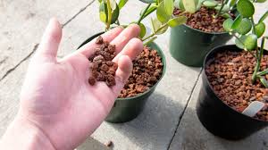 This looks like xerosicyos danguyi which i think is commonly called silver dollar vine. Introducing The Beautiful Silver Dollar Vine Mulhall S