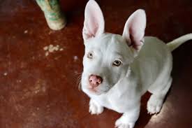 You open up a kennel for another dog or cat. San Antonio Tx French Bulldog Meet Sarah A Pet For Adoption