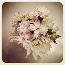Mini Carnations Dahlia Look Alike Mini Carnations Flowers Carnations