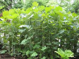 Image result for Macleaya