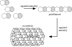 We did not find results for: Structures And Functions Of Microtubules