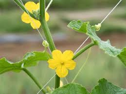 Image result for male flowers cucumber