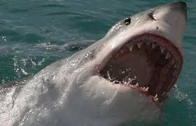 For example, great hammerhead shark teeth stand out because they have a uniquely square root and serrations from the top to the bottom of the blade that are a consistent size. A Great White Can Go Through 20 000 Razor Sharp Teeth In One Life Shark Cage Diving With Great White Shark Tours