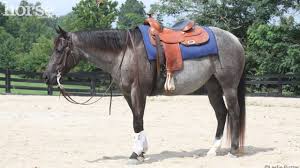 A western saddle is much larger than the english saddle. Saddle Fit Horse Illustrated Magazine