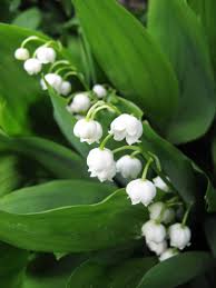 How poisonous is lily of the valley? Growing Lily Of The Valley Tips And Tales Longfield Gardens