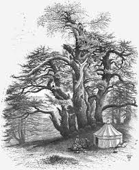 Cedars Of Lebanon Life In The Holy Land Unique Trees Holy Land Lebanon