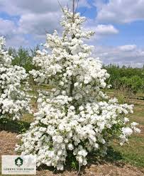 Image result for Exochorda