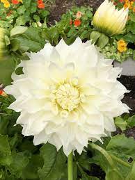 Stunning White Dinner Plate Dahlia 2018 Garden Gardening Garden Diy Home Flowers Roses Nature Landsca White Dinner Plates Flower Photos Flower Garden