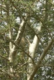 Image result for Acacia xanthophloea