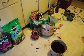 Along with adequately selected soil, christmas cacti need fertilizer (not during the bloom season) if your christmas cactus is in its twenties and has begun to see better days, it might be time to get a new one. The Best Christmas Cactus Soil Christmas Cactus