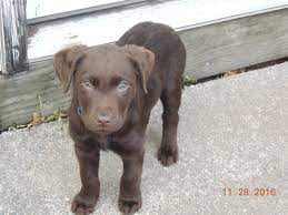 My Chocolate Puppy Hunter 12 Weeks Old Labrador Retriever Puppies Labrador