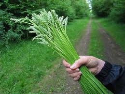 Learn about the potential benefits of wild asparagus including contraindications, adverse reactions, toxicology, pharmacology and historical usage. Blog 10 Wild Edible Plants To Save Your Life