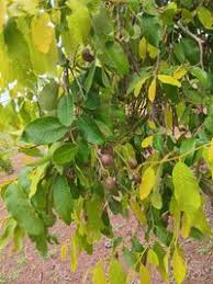 Image result for Parinari excelsa