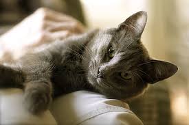 The cat usually only vomits once or twice with each occurrence. Acute Collapse In Cats Symptoms Causes Diagnosis Treatment Recovery Management Cost