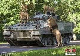 Image result for warrior ifv