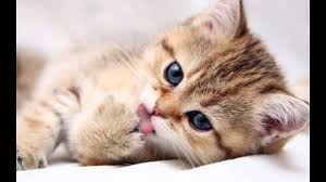 Paling comel kalau tengok ia sedang makan atau masa termenung. 5 Kucing Tercomel Di Dunia Youtube
