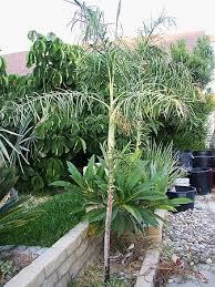 Image result for Chamaecrista plumosa