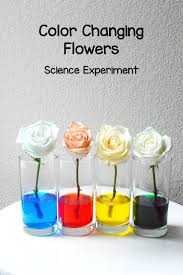 Color Changing Flowers Science Project Flowers Science Project Flower Science Science Fair Projects