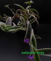Image result for Cyanotis sp. aff. C. lapidosa