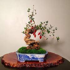Found A High Quality Chili Bonsai This Is Me Eating My Words Imgur Bonsai Plants Bonsai Mini Bonsai