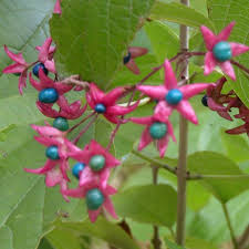 Image result for Alvesia clerodendroides