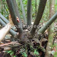 Image result for Ptisana