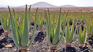 Maybe you would like to learn more about one of these? Aloe Vera In The Canary Islands Canarycompany